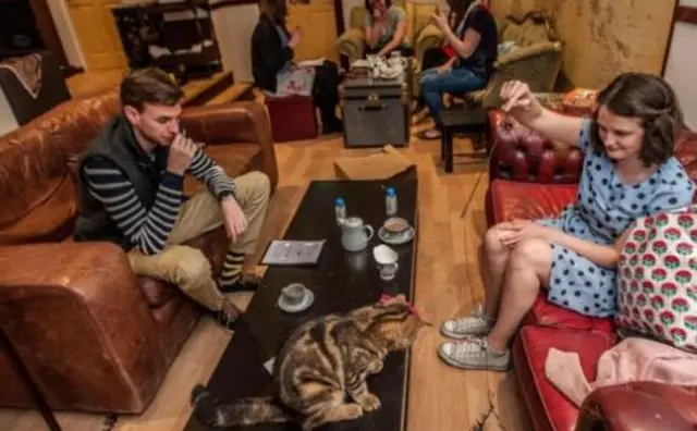 Cat cafe