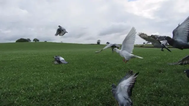 Birds taking off in Stafford