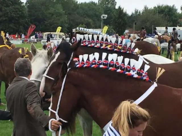 Shire horses at the Driffield Show