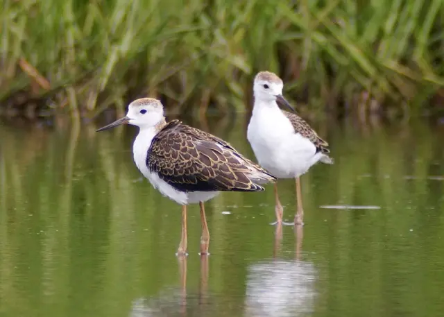 Two stilts at the Ouse Washes