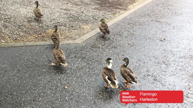 Mallard ducks on paving