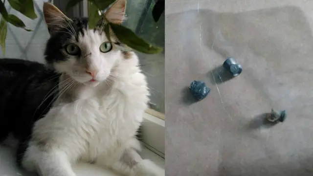 Dante the cat, left, and some of the extracted air pellets