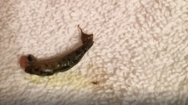 A slug on a towel