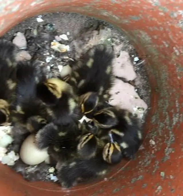 Ducklings in chimney pot