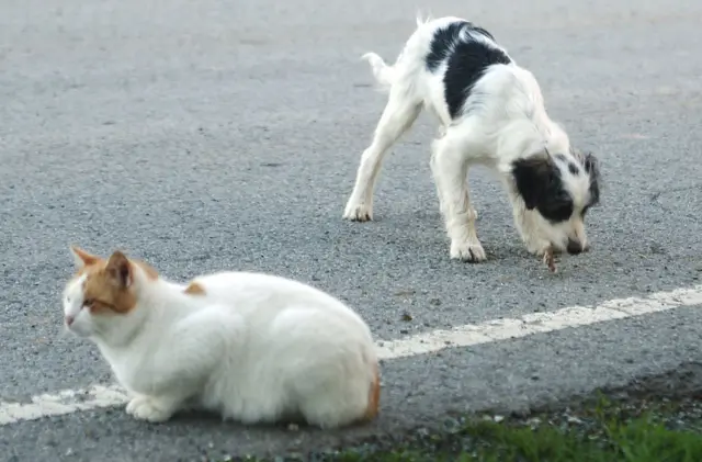 Cat and dog