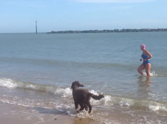 Brown dog stands at shoreline looking at swimmer in sea