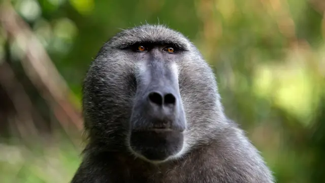 A close-up shot of a baboon