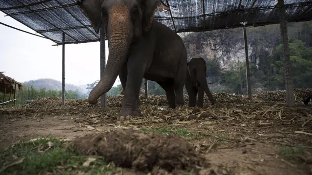 Two elephants stand near a pile of dung