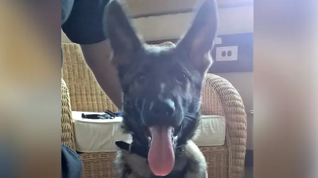 Police dog Pup 2