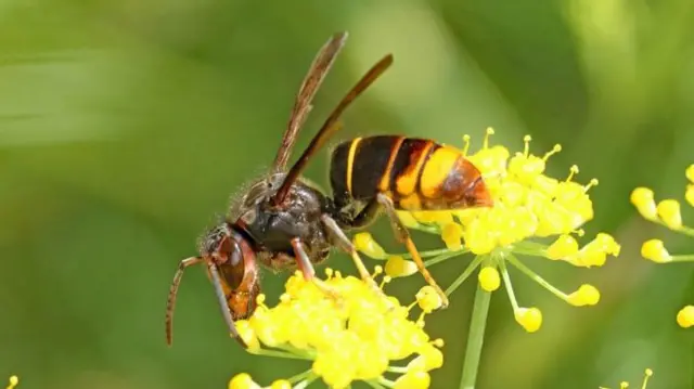 Asian hornet