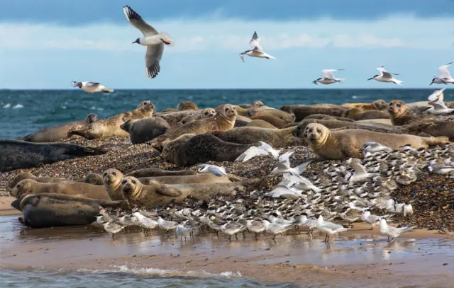 Common Seals and Sandwich Terns at Blakeney Point