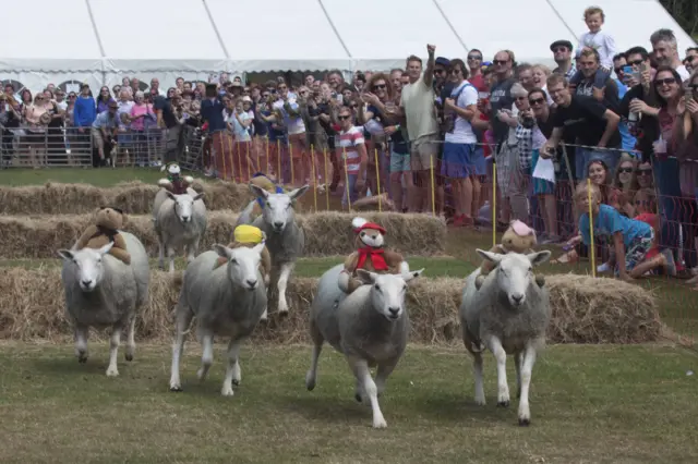 Sark Sheep