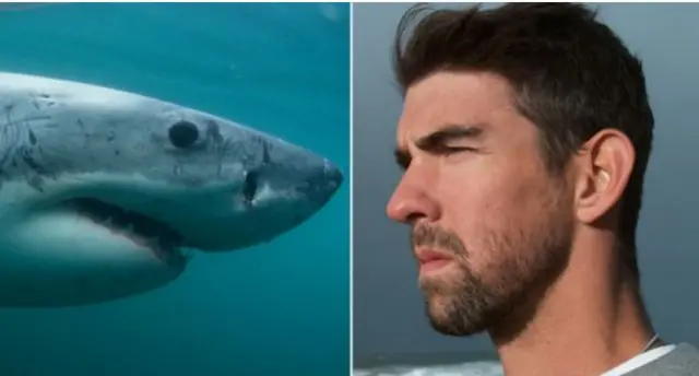 Shark/Michael Phelps