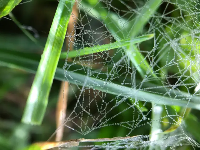 Spider web