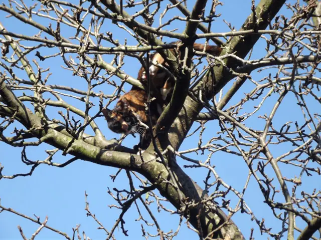 Cat up a tree