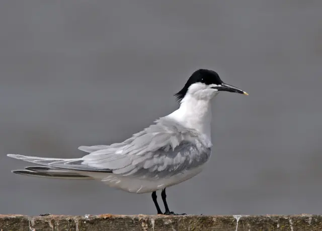 Sandwich Tern