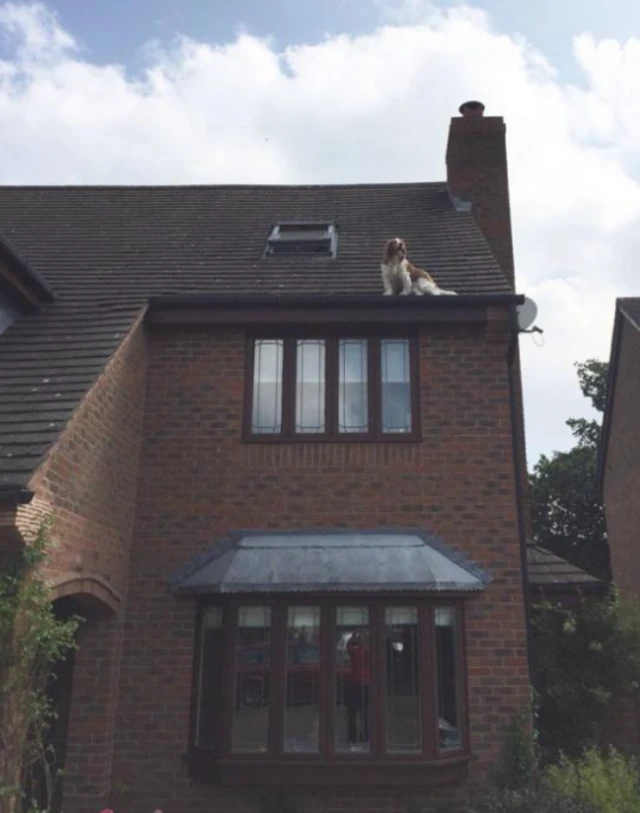 dog on a roof