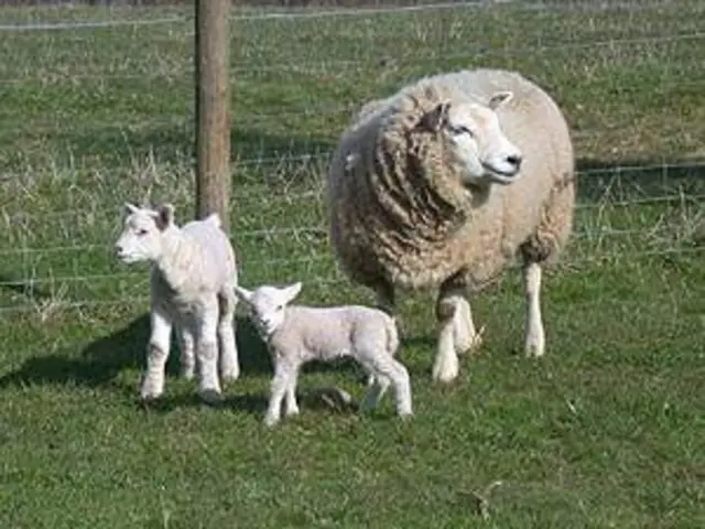 Lambs