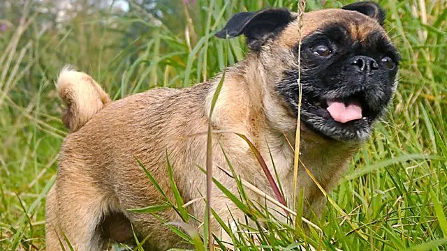 Pug