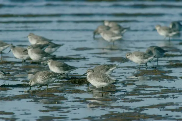 Waders at Wallasea