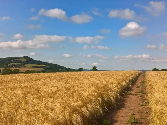 cornfields in Martley