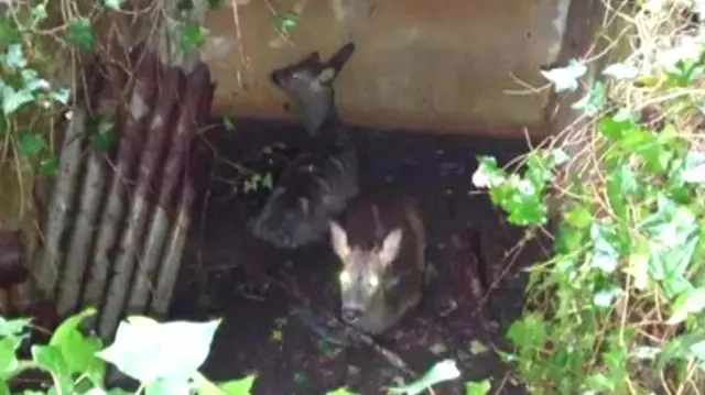 Deer in well. Pic: Paul Bray