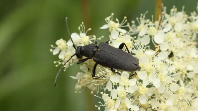 The Black Longthorn Bettle on a white and cream coloured flower