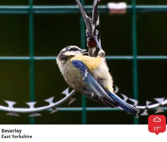 Blue tit