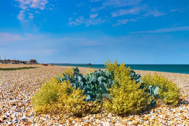 Walmer Beach