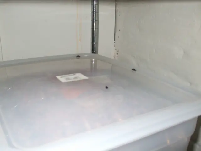 rat droppings on a food container