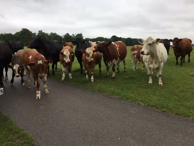 Cows