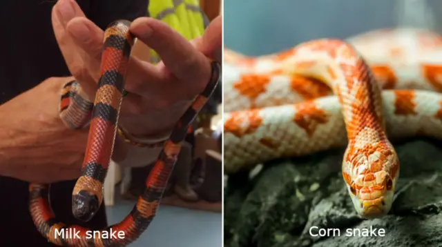 Milk snake and corn snake