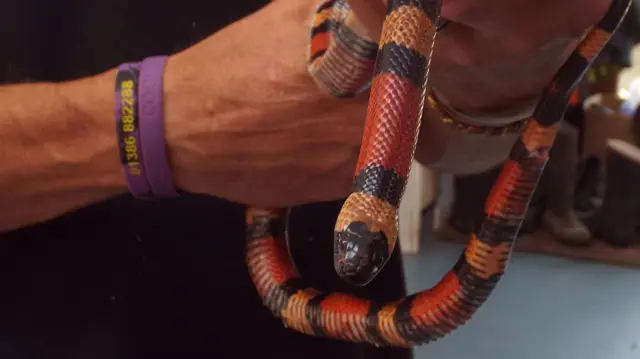 Milk snake