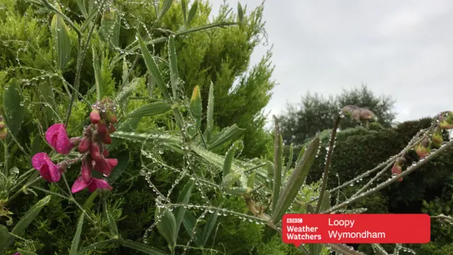 Early morning rain or dew drops on foliage