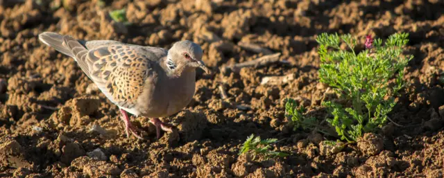 A turtle dove