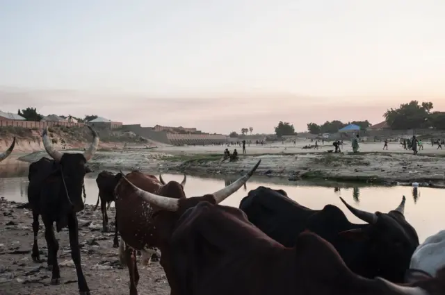 Cattle walk through the dried up Ngadda riverbed that flows towards Lake Chad during the rainy season in Maiduguri in northeastern Nigeria on December 6, 2016.