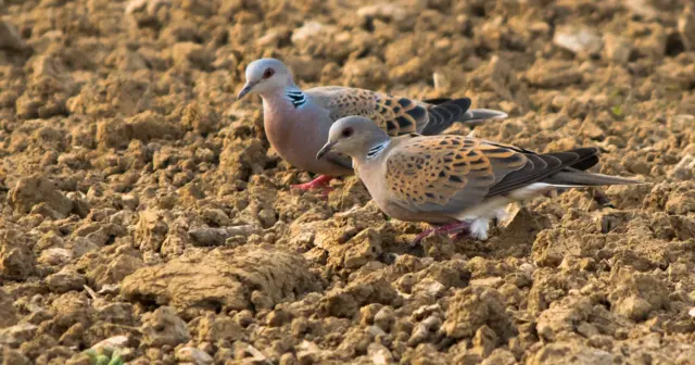 Two turtle doves