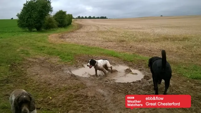 Dogs playing in puddles in Great Chesterford.