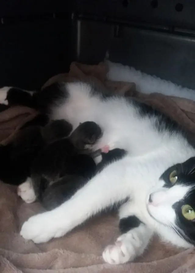 Buttons the cat and her kittens