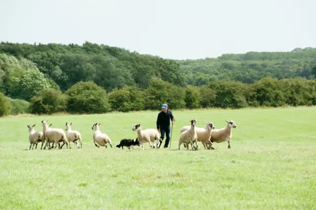 Competitor in 2016 trials