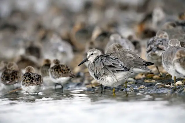 Knots in shallow water