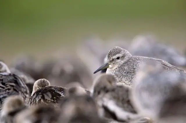 Knots at the Wash