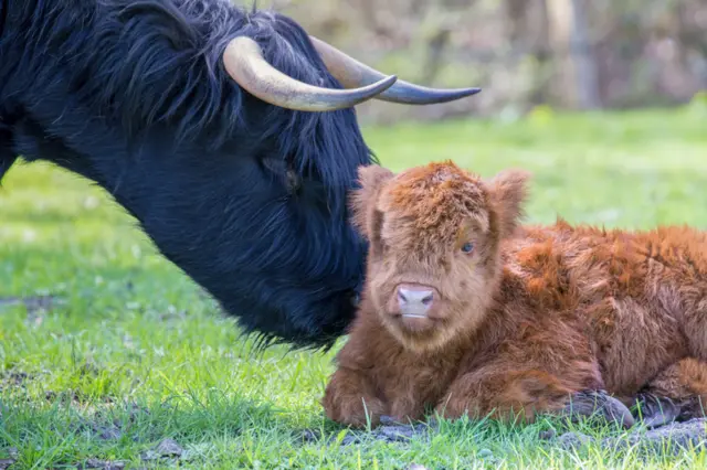 Newborn scottish highlander calf with head of mother cow