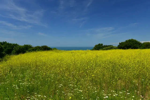 Oilseed rape field, Jersey