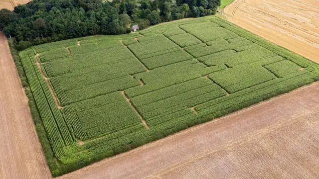 Maize maze