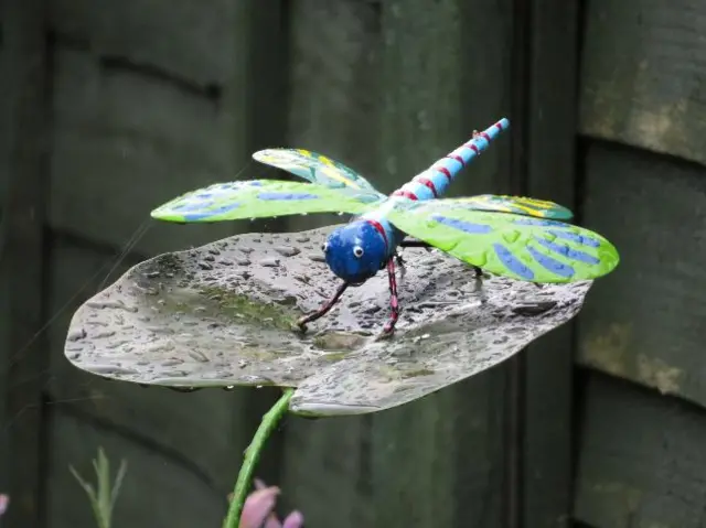 Dragonfly