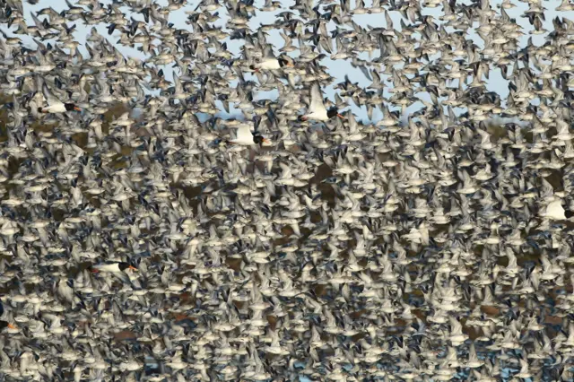 Knots and oyster catchers in flight