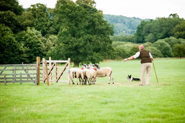 Sheepdog trials 2016