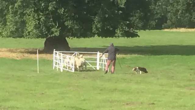 Pic 1 in sequence of sheep handling