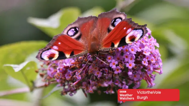 Peacock butterfly on flower